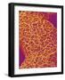 Blood Vessel Cast from Rat Colon-Micro Discovery-Framed Photographic Print