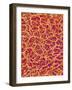 Blood Vessel Cast from Rat Colon-Micro Discovery-Framed Photographic Print