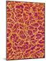 Blood Vessel Cast from Rat Colon-Micro Discovery-Mounted Photographic Print