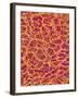 Blood Vessel Cast from Rat Colon-Micro Discovery-Framed Photographic Print