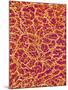 Blood Vessel Cast from Rat Colon-Micro Discovery-Mounted Photographic Print