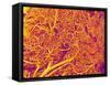 Blood Vessel Cast from Rat Pancreas-Micro Discovery-Framed Stretched Canvas