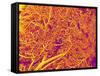 Blood Vessel Cast from Rat Pancreas-Micro Discovery-Framed Stretched Canvas