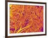 Blood Vessel Cast from Rat Pancreas-Micro Discovery-Framed Photographic Print