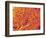 Blood Vessel Cast from Rat Pancreas-Micro Discovery-Framed Photographic Print