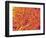 Blood Vessel Cast from Rat Pancreas-Micro Discovery-Framed Photographic Print