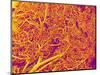 Blood Vessel Cast from Rat Pancreas-Micro Discovery-Mounted Photographic Print