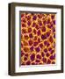 Blood Vessel Cast from Stomach of a Rat-Micro Discovery-Framed Photographic Print