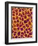 Blood Vessel Cast from Stomach of a Rat-Micro Discovery-Framed Photographic Print