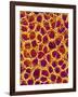 Blood Vessel Cast from Stomach of a Rat-Micro Discovery-Framed Photographic Print