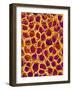 Blood Vessel Cast from Stomach of a Rat-Micro Discovery-Framed Photographic Print
