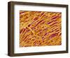 Blood Vessel Cast in Heart of a Rat-Micro Discovery-Framed Photographic Print