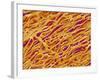 Blood Vessel Cast in Heart of a Rat-Micro Discovery-Framed Photographic Print