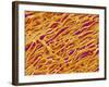 Blood Vessel Cast in Heart of a Rat-Micro Discovery-Framed Photographic Print