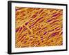 Blood Vessel Cast in Heart of a Rat-Micro Discovery-Framed Photographic Print