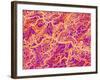 Blood Vessel Cast of Connective Tissue of a Rat-Micro Discovery-Framed Photographic Print