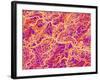 Blood Vessel Cast of Connective Tissue of a Rat-Micro Discovery-Framed Photographic Print