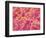 Blood Vessel Cast of Connective Tissue of a Rat-Micro Discovery-Framed Photographic Print