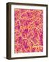 Blood Vessel Cast of Connective Tissue of a Rat-Micro Discovery-Framed Photographic Print