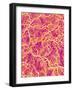 Blood Vessel Cast of Connective Tissue of a Rat-Micro Discovery-Framed Photographic Print