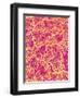 Blood Vessel Cast of Connective Tissue of a Rat-Micro Discovery-Framed Photographic Print