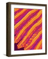 Blood Vessel Cast of Freshwater Snail-Micro Discovery-Framed Photographic Print