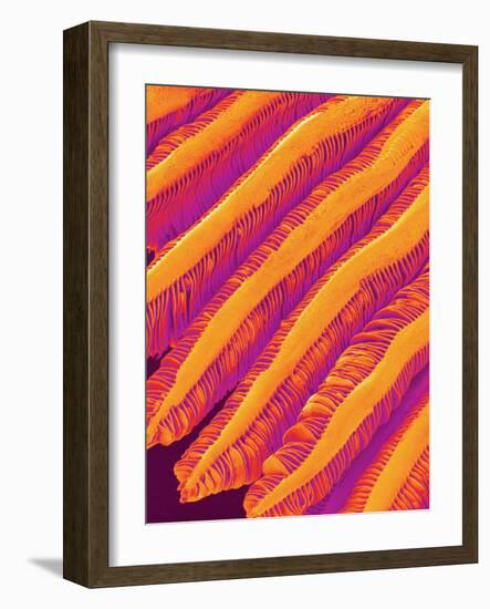 Blood Vessel Cast of Freshwater Snail-Micro Discovery-Framed Photographic Print