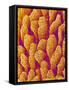 Blood Vessel Cast of the Duodenum of a Rat-Micro Discovery-Framed Stretched Canvas