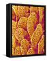 Blood Vessel Cast of the Duodenum of a Rat-Micro Discovery-Framed Stretched Canvas