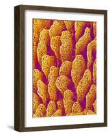 Blood Vessel Cast of the Duodenum of a Rat-Micro Discovery-Framed Photographic Print