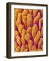 Blood Vessel Cast of the Duodenum of a Rat-Micro Discovery-Framed Photographic Print