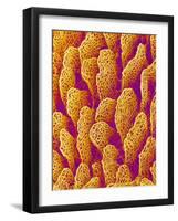 Blood Vessel Cast of the Duodenum of a Rat-Micro Discovery-Framed Photographic Print