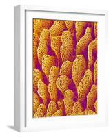 Blood Vessel Cast of the Duodenum of a Rat-Micro Discovery-Framed Photographic Print