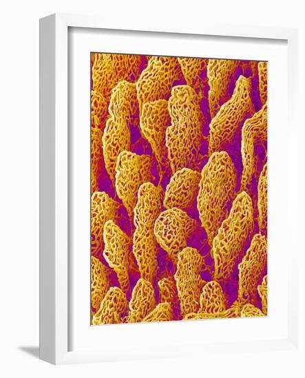 Blood Vessel Cast of the Duodenum of a Rat-Micro Discovery-Framed Photographic Print