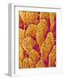 Blood Vessel Cast of the Duodenum of a Rat-Micro Discovery-Framed Photographic Print