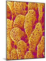 Blood Vessel Cast of the Duodenum of a Rat-Micro Discovery-Mounted Photographic Print