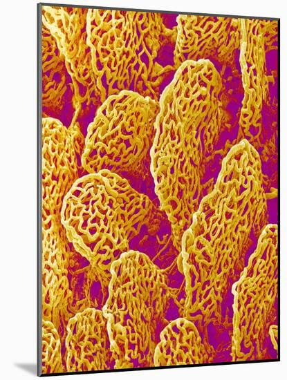 Blood Vessel Cast of the Duodenum of a Rat-Micro Discovery-Mounted Photographic Print