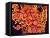 Blood Vessels and Corpus Luteum in Ovary of a Frog-Micro Discovery-Framed Stretched Canvas