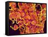 Blood Vessels and Corpus Luteum in Ovary of a Frog-Micro Discovery-Framed Stretched Canvas