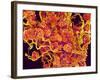 Blood Vessels and Corpus Luteum in Ovary of a Frog-Micro Discovery-Framed Photographic Print