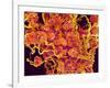 Blood Vessels and Corpus Luteum in Ovary of a Frog-Micro Discovery-Framed Photographic Print