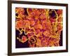 Blood Vessels and Corpus Luteum in Ovary of a Frog-Micro Discovery-Framed Photographic Print