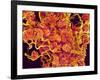 Blood Vessels and Corpus Luteum in Ovary of a Frog-Micro Discovery-Framed Photographic Print