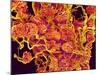 Blood Vessels and Corpus Luteum in Ovary of a Frog-Micro Discovery-Mounted Photographic Print