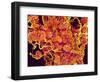 Blood Vessels and Corpus Luteum in Ovary of a Frog-Micro Discovery-Framed Photographic Print