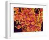 Blood Vessels and Corpus Luteum in Ovary of a Frog-Micro Discovery-Framed Photographic Print