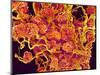 Blood Vessels and Corpus Luteum in Ovary of a Frog-Micro Discovery-Mounted Photographic Print