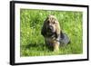 Bloodhound 02-Bob Langrish-Framed Photographic Print