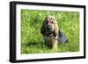 Bloodhound 02-Bob Langrish-Framed Photographic Print