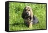 Bloodhound 02-Bob Langrish-Framed Stretched Canvas